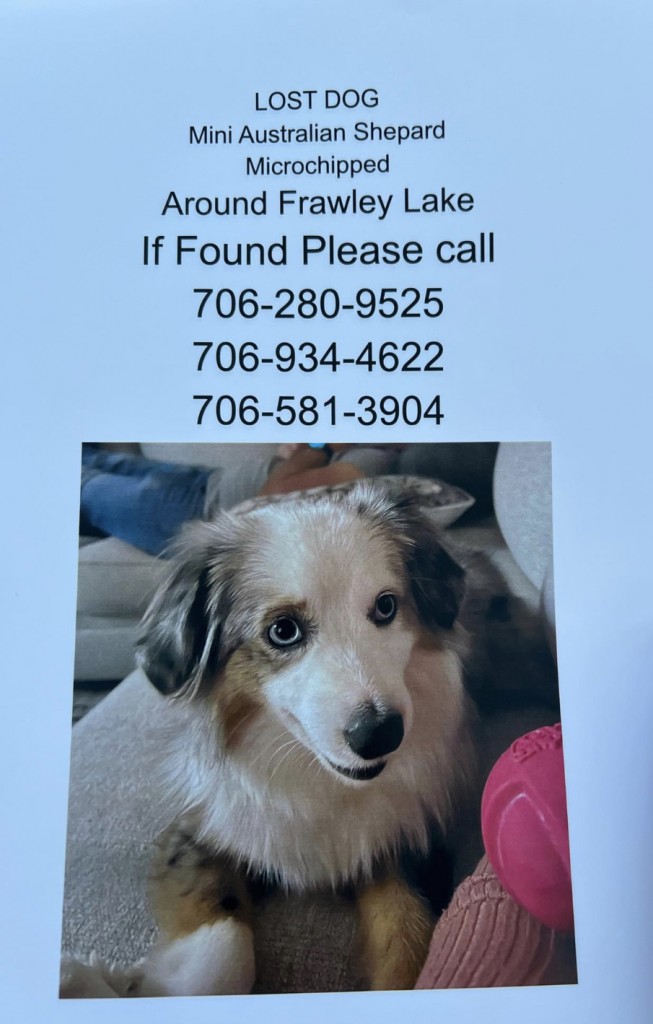 Lost Austrailianshepherd
