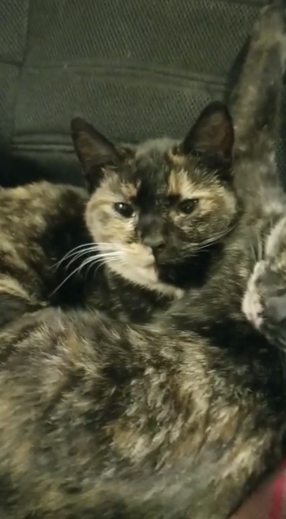 Lostcat 051922