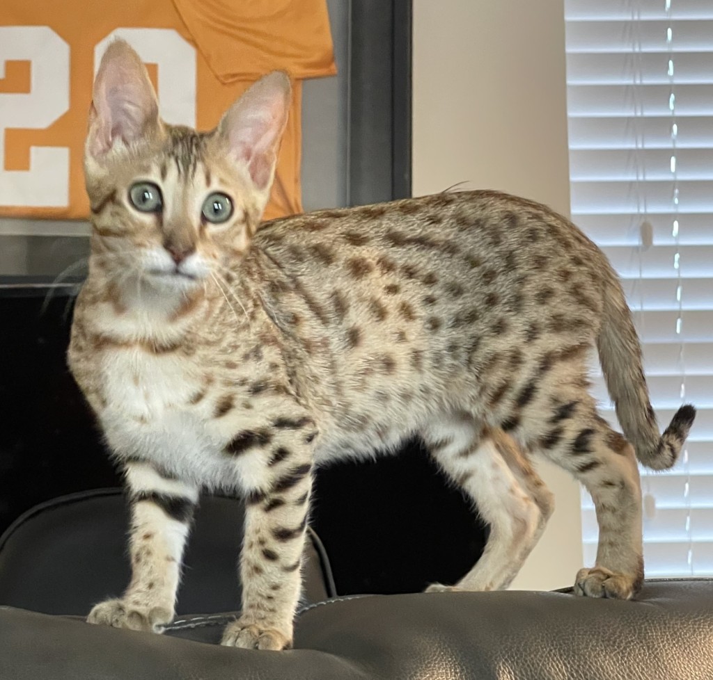 Lostcat 050722