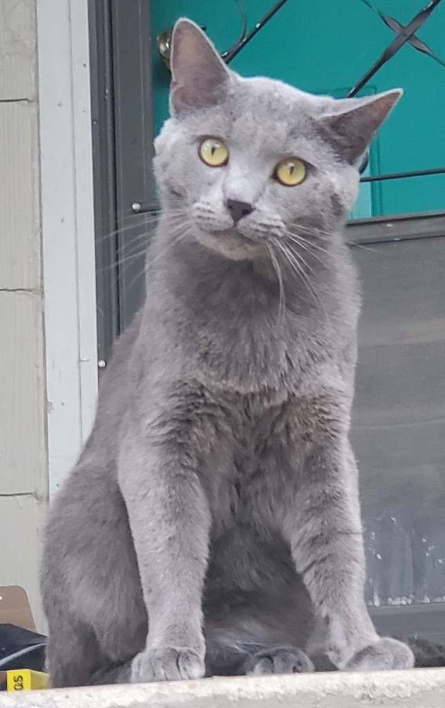 Lost Russianbluecat 050522