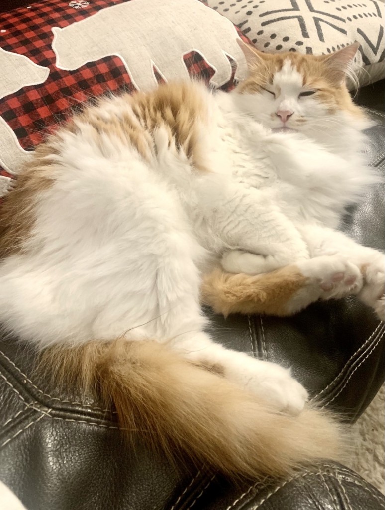 Lostcat 061022