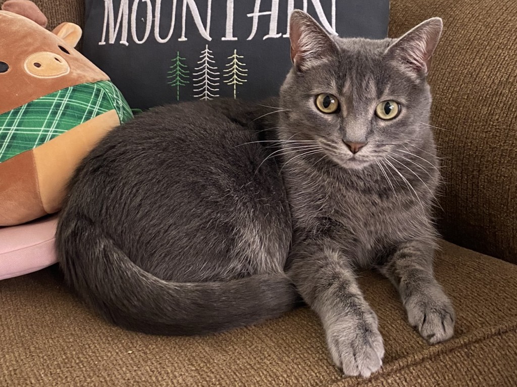 Losttabby 062626jpg