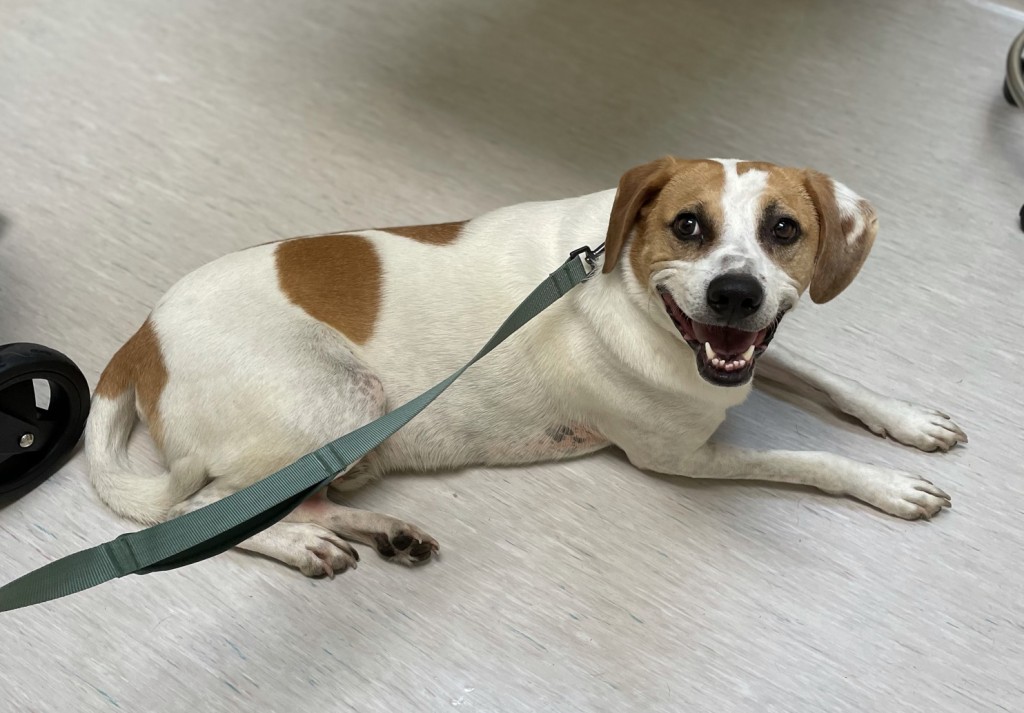 Missingdog 083022