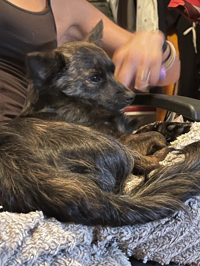 Lost Dog 080522
