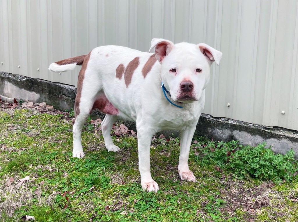 Lostdog 092622