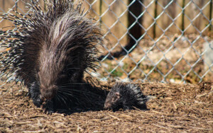 Chatt Zoo Porcupine