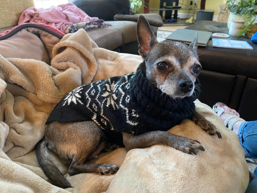 Founddog 042123