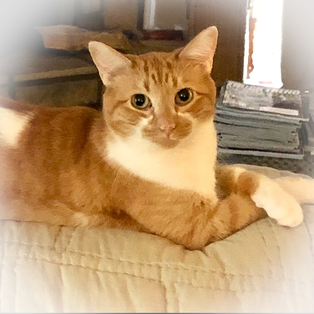 Missingcat 061323