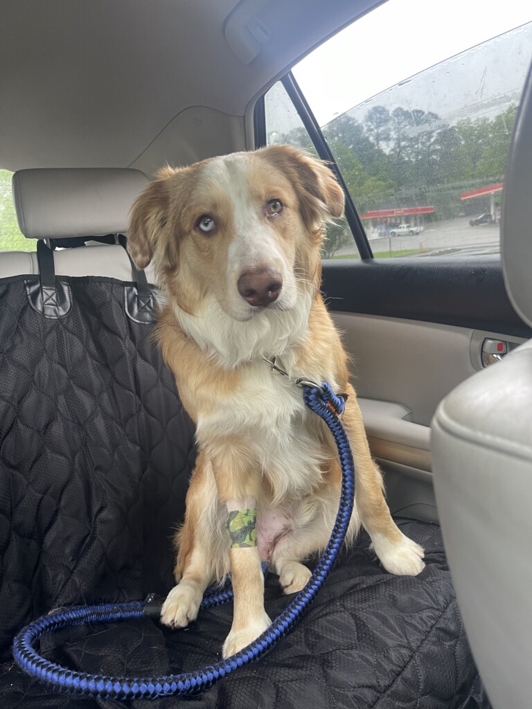 Missingdog 063023