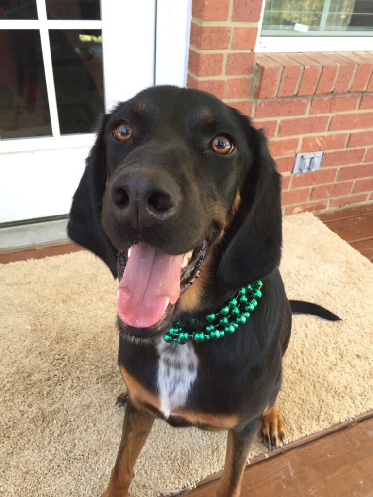 Missingdog 070723