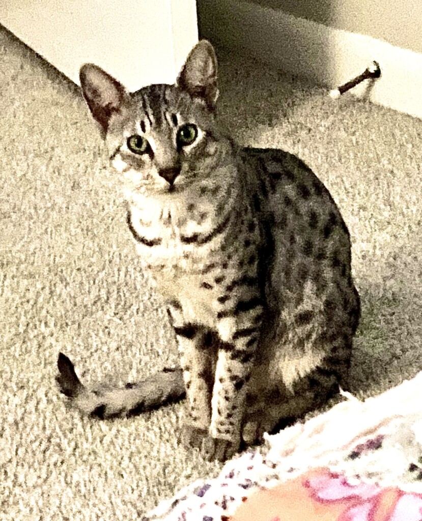 Lostcat 090723