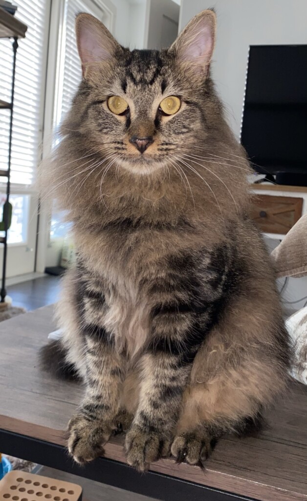 Lostcat 100623