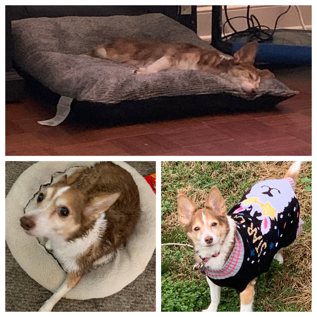 Lostdog 101723