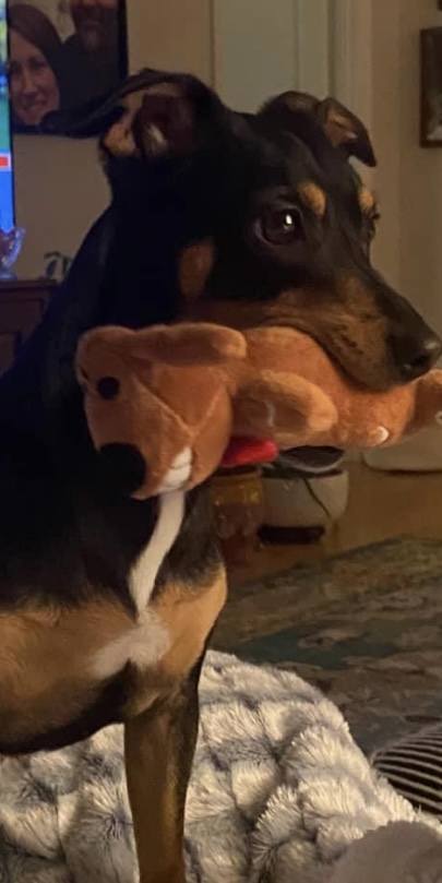 Lostdog 010424