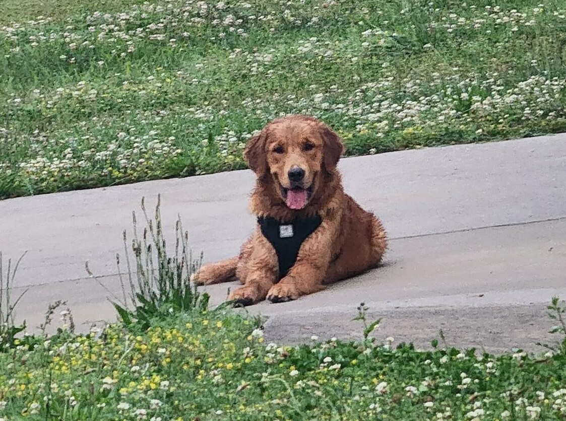 Founddog 051724