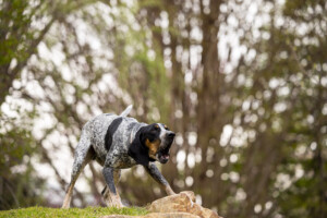 20260324 Neyland Smokey Xii Sb 039tjpg